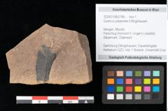 Foto (Objekt + Etikett) von Quercus palaeoilex Ettingshausen (NHMW-GEO-2024-0188-0746)